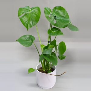Peikonlehti Monstera deliciosa ruukussa