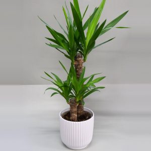 Jukkapalmu Yucca gigantea ruukussa