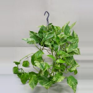 Kultaköynnös Marble Queen Epipremnum ruukussa
