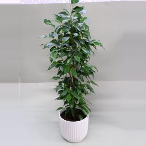 Limoviikuna Ficus benjamina ruukussa
