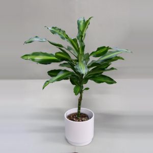 Tuoksutraakkipuu Dracaena fragrans ruukussa
